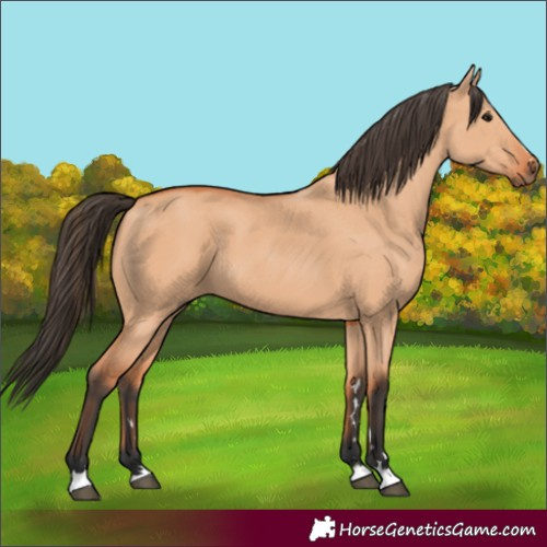 Horse Color:Bay Dun 