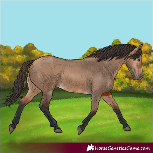 Horse Color:Bay Dun