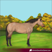 Horse Color:Bay Dun