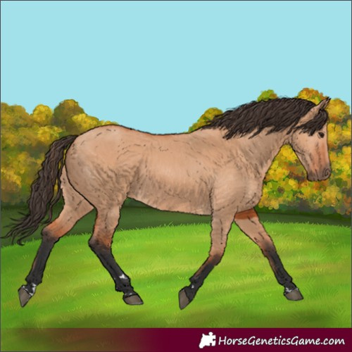 Horse Color:Bay Dun 
