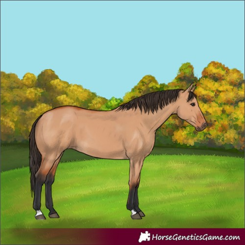 Horse Color:Bay Dun
