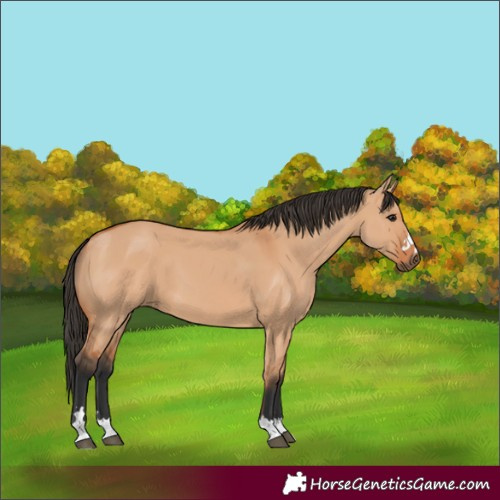 Horse Color:Bay Dun 