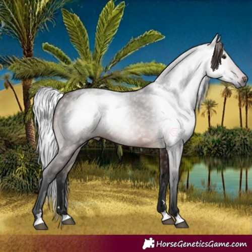 Horse Color:Gray Bay 