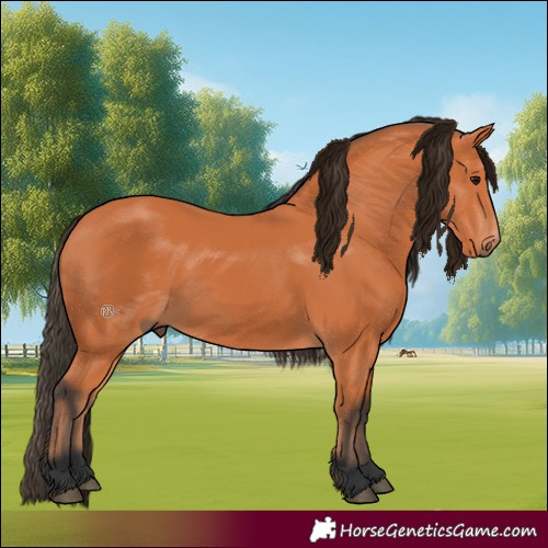 Horse Color:Bay 