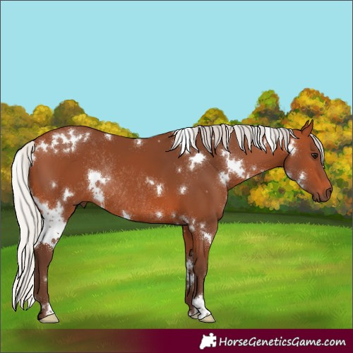 Horse Color:White Spotted Silver Bay Rabicano 