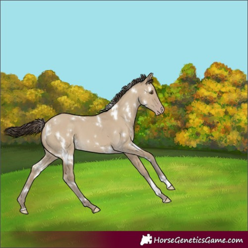 Horse Color:White Spotted Classic Cream Champagne Dun 