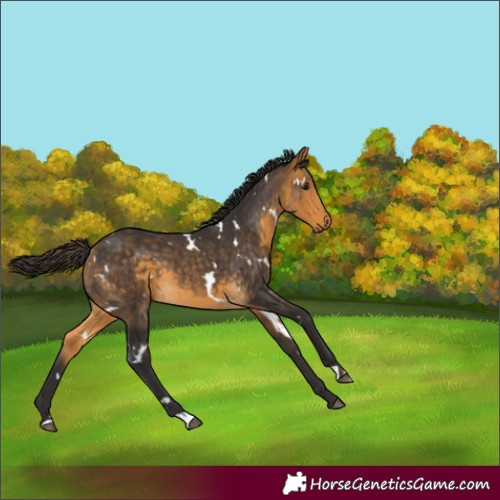 Horse Color:White Spotted Buckskin 