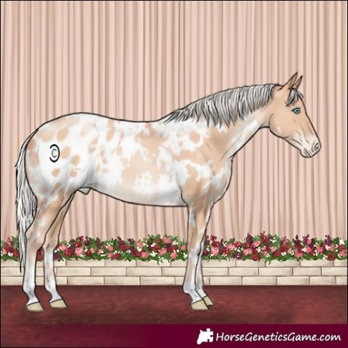 Horse Color:White Spotted Silver Sable Champagne Pearl Appaloosa 