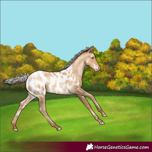 Horse Color:Gray White Spotted Silver Sable Cream Champagne Pearl Appaloosa 