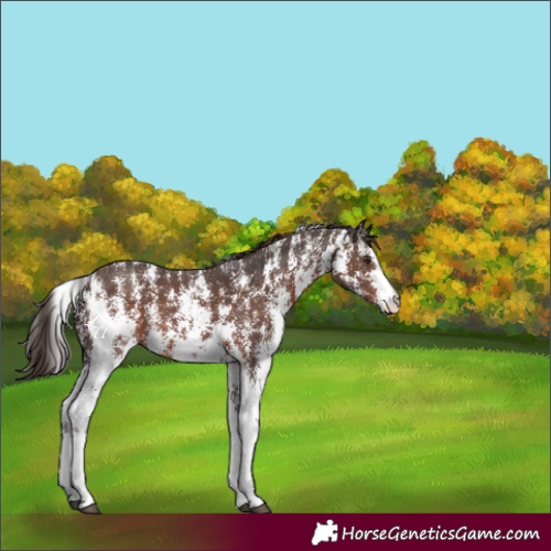 Horse Color:Liver Chestnut Sabino Rabicano 