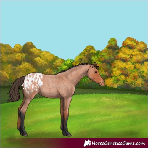 Horse Color:Bay Roan Blanket Rabicano