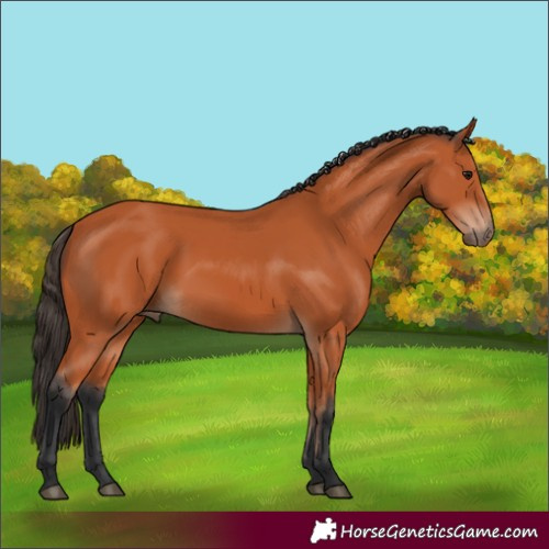 Horse Color:Bay 