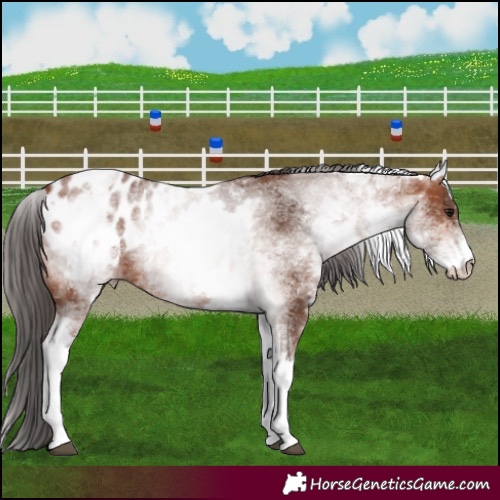 Horse Color:White Spotted Bay Appaloosa 