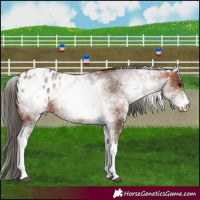 Horse Color:White Spotted Bay Blanket
