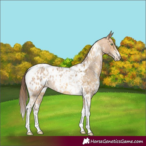 Horse Color:Amber Cream Champagne Sabino Tobiano Appaloosa  and Amber Champagne Sabino Tobiano Appaloosa 
