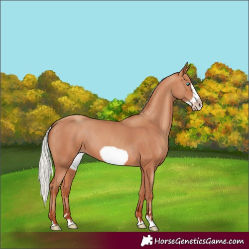 Horse Color:Silver Sable Champagne Frame 