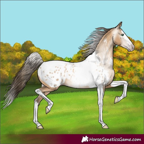 Horse Color:Gray Amber Cream Champagne Splash Tobiano Appaloosa Rabicano 