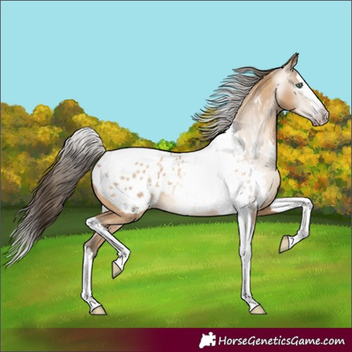 Horse Color:Gray Amber Cream Champagne Splash Tobiano Near Leopard Rabicano 