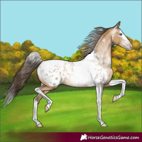 Horse Color:Gray Amber Cream Champagne Splash Tobiano Appaloosa Rabicano