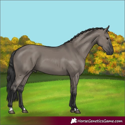 Horse Color:Grullo