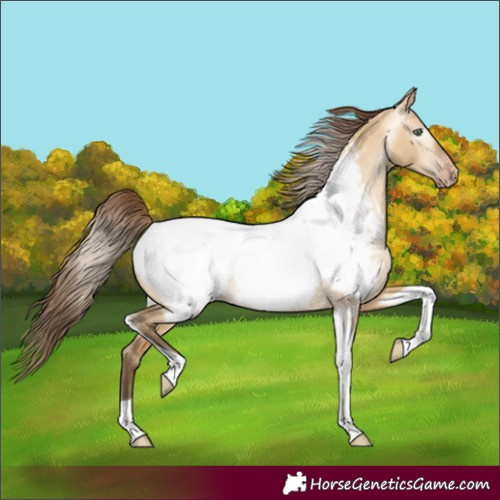 Horse Color:Gray Amber Cream Champagne Dun Tobiano Appaloosa 