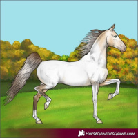 Horse Color:Gray Amber Cream Champagne Dun Tobiano Near Fewspot