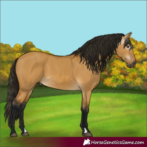 Horse Color:Gray Buckskin Dun