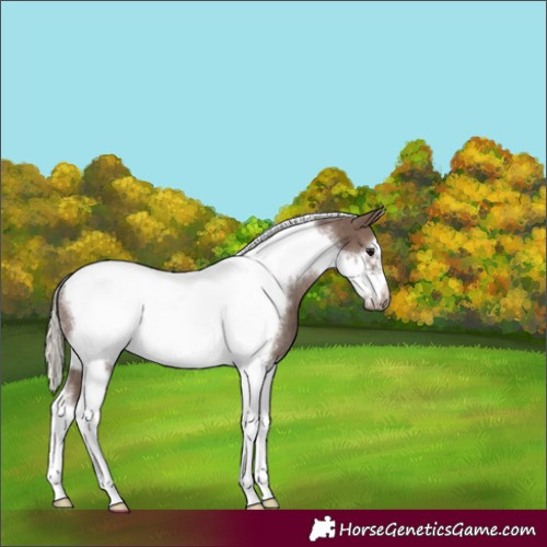 Horse Color:Silver Black Tobiano Frame Rabicano 