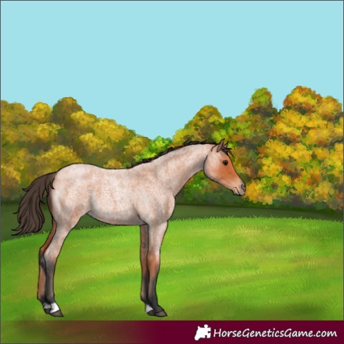 Horse Color:Bay Roan 