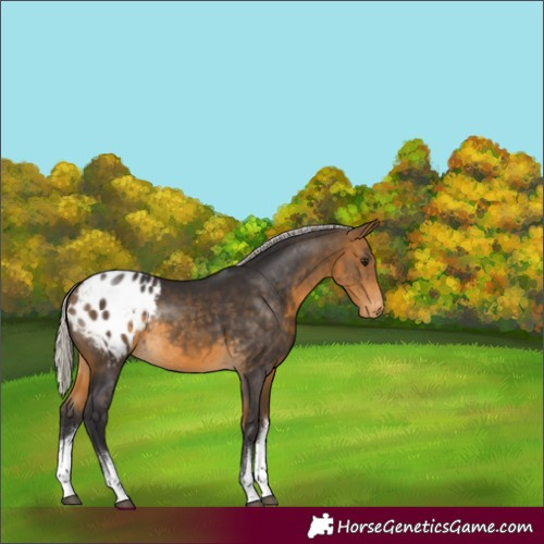 Horse Color:White Spotted Silver Buckskin Appaloosa Rabicano