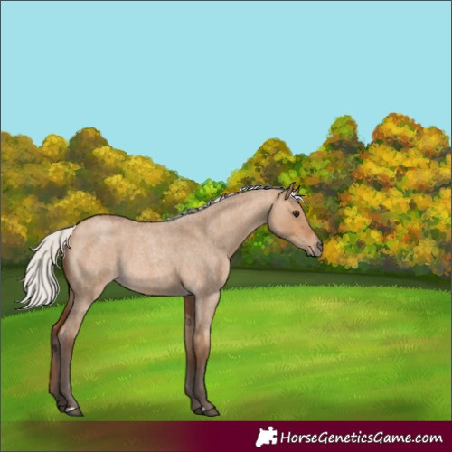 Horse Color:Silver Bay Roan Dun 