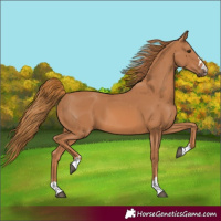 Horse Color:Chestnut 