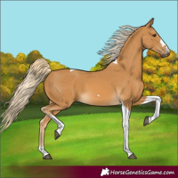 Horse Color:Palomino Tobiano