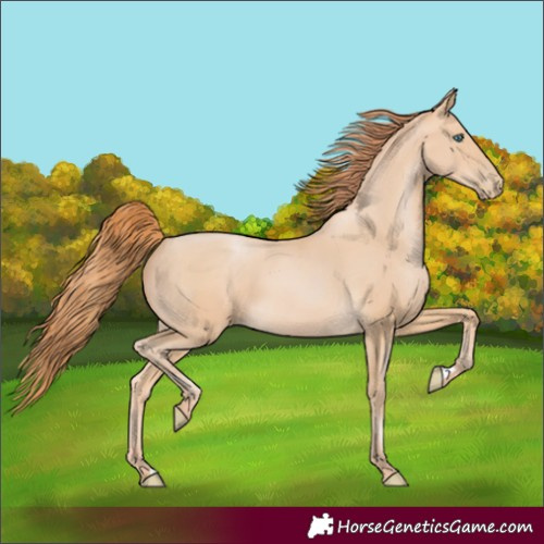 Horse Color:Buckskin Pearl 