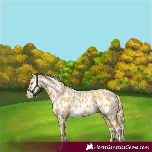 Horse Color:Palomino Appaloosa 