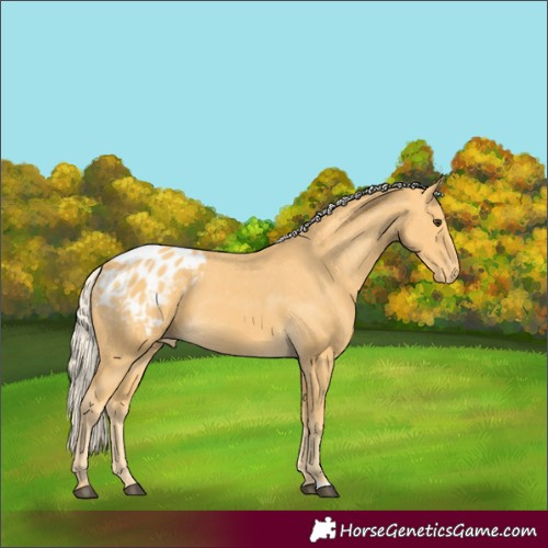 Horse Color:Palomino Appaloosa 