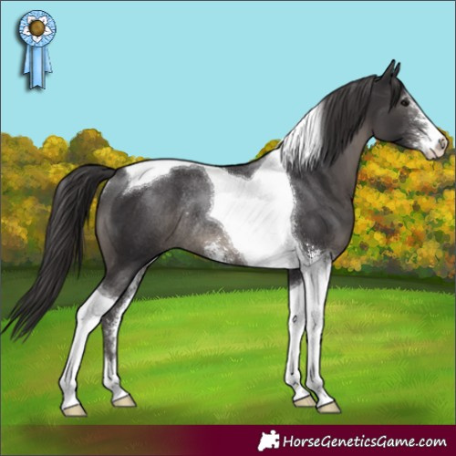 Horse Color:Smoky Black Sabino Tobiano Rabicano