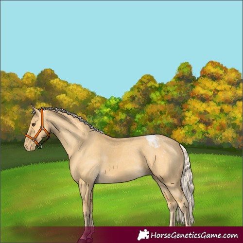 Horse Color:Palomino Appaloosa 