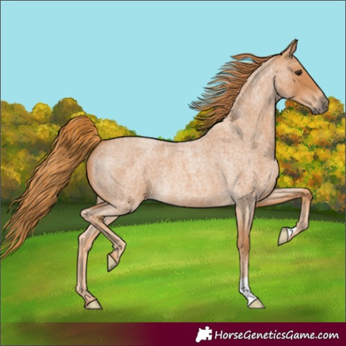 Horse Color:Red Roan 