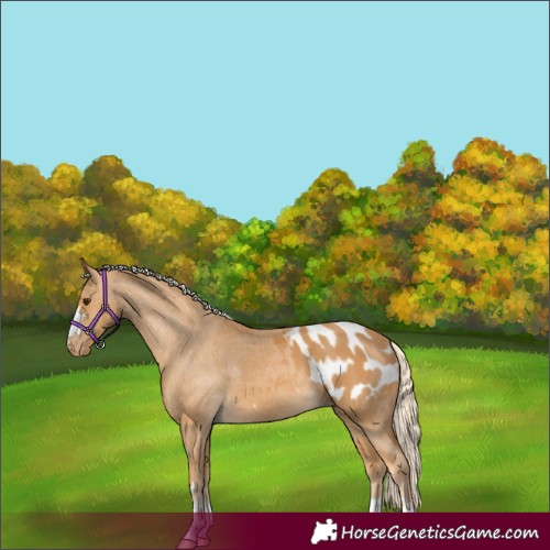Horse Color:Palomino Appaloosa 