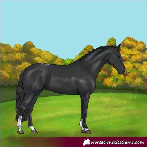 Horse Color:Black Tobiano Rabicano 