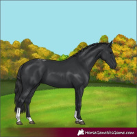 Horse Color:Black Tobiano Rabicano 
