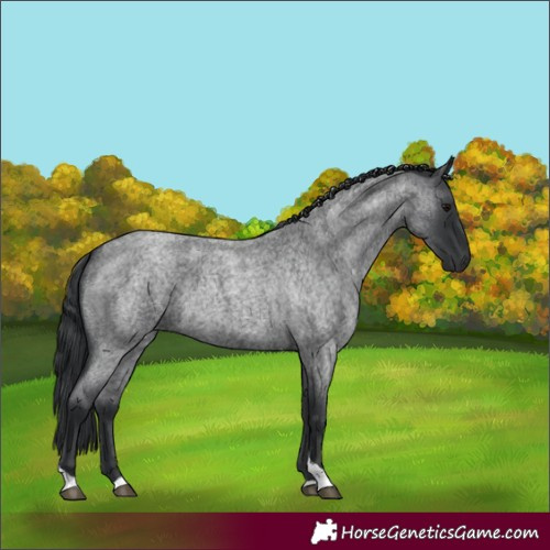 Horse Color:Blue Roan Tobiano Rabicano 