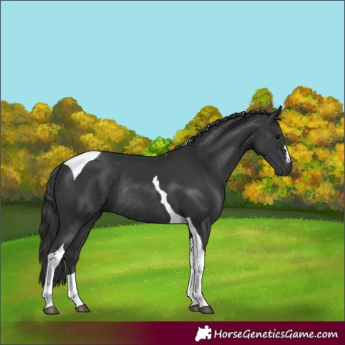 Horse Color:Black Tobiano Rabicano