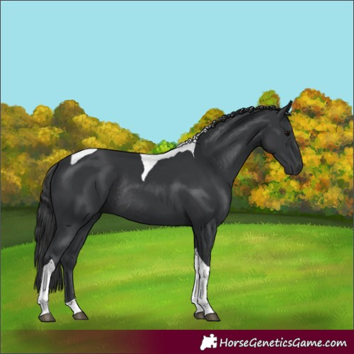 Horse Color:Black Tobiano Rabicano