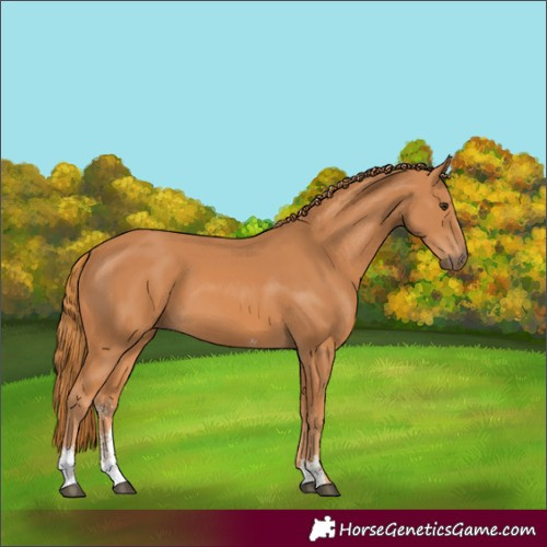 Horse Color:Chestnut Sabino