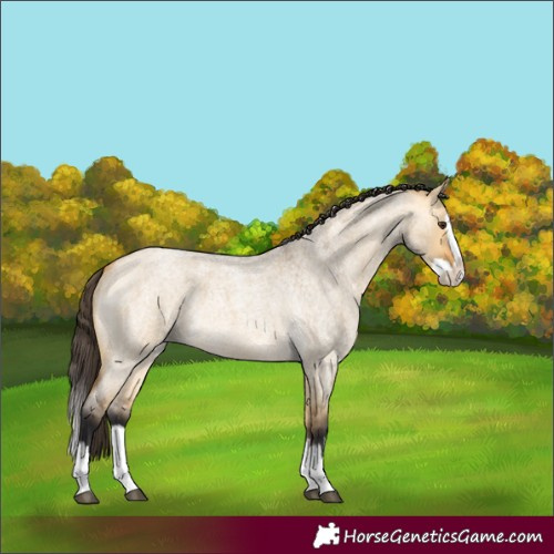 Horse Color:Buckskin Roan Dun Splash