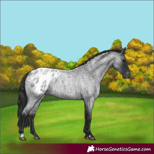 Horse Color:Blue Roan Appaloosa 