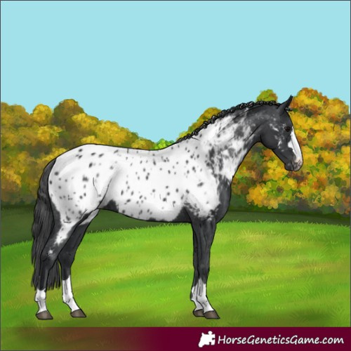 Horse Color:Black Appaloosa 