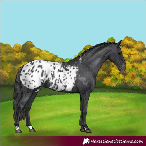 Horse Color:Black Blanket 